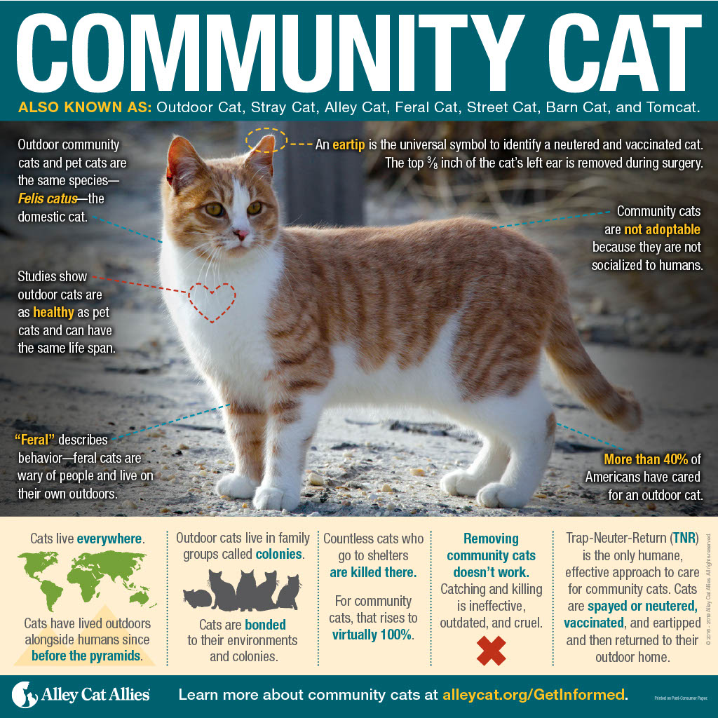 infographic about cats